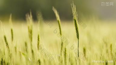 农村小麦田野粮食庄稼实拍空镜